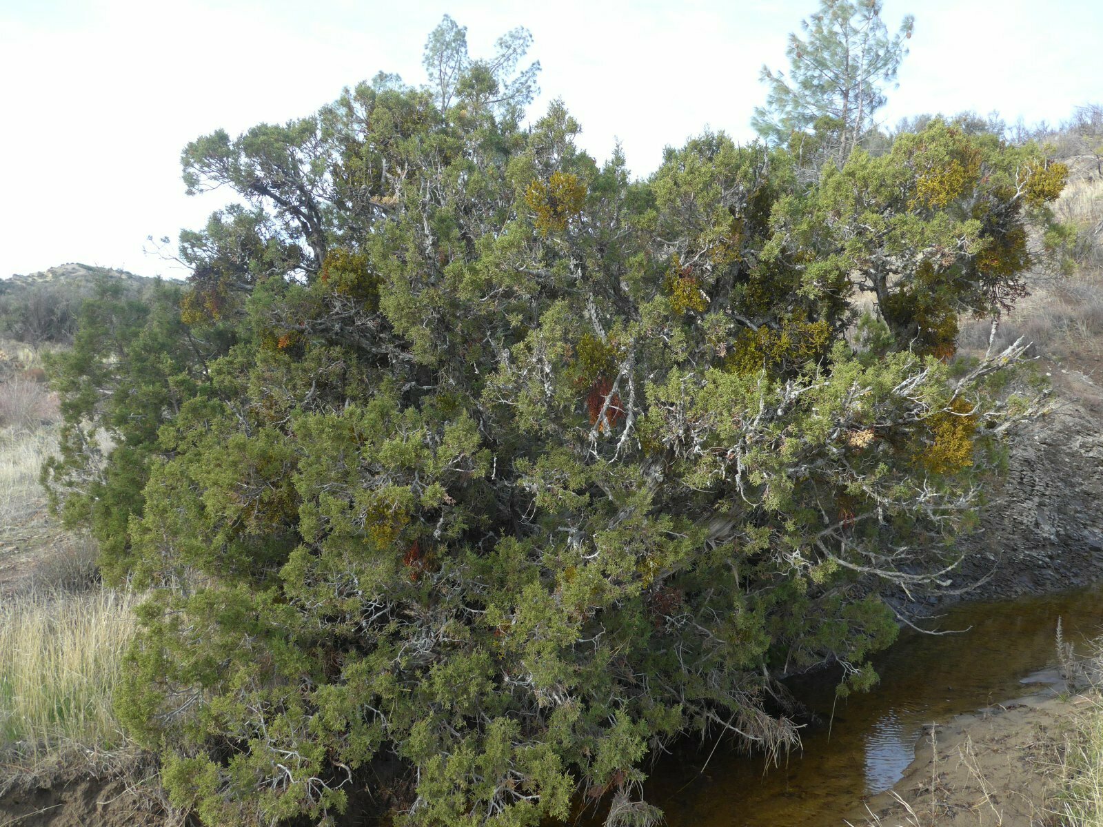 High Resolution Juniperus californica Main